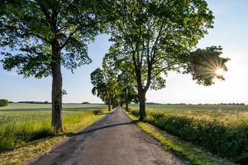 scenic avenue in Mecklenburg-Vorpommern, Germany