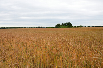 Weizenfeld im Sommer