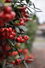 red berries on a bush