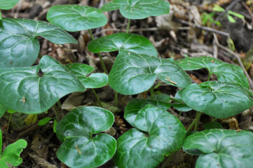Asarum europaeum grows in the forest