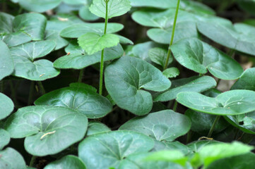 Asarum europaeum grows in the forest