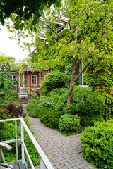spring garden in the yard. house entwined with ivy.