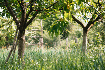 Fototapeta na wymiar Garden background. Garden view. Beautiful nature, trees and young grass. Sunny day.