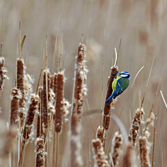 Dzika natura-sikorka © Edward