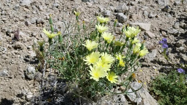 Bold sunny blooms of Yellow Tackstem, Calycoseris Parryi, Asteraceae, native Herbaceous Annual on the edges of Twentynine Palms, Southern Mojave Desert, Springtime.