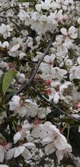 Obraz na płótnie Canvas Blooming cherry in garden