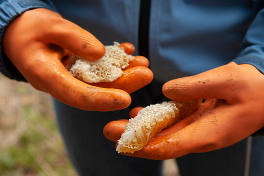 Hands holding fresh honeycomb