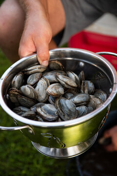 Strainer full of fresh clams