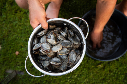 Strainer full of fresh clams