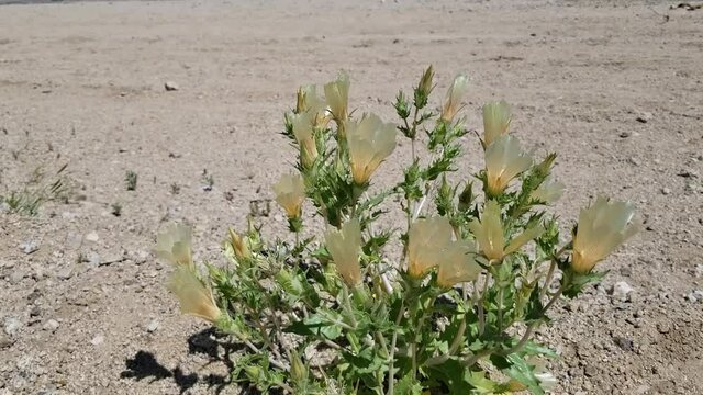 Shiny gold blooms of White Bract Blazing Star, Mentzelia Involucrata, Loasaceae, Native Herbaceous Annual in the margins of Twentynine Palms, Southern Mojave Desert, Springtime.