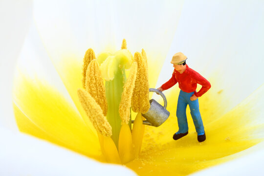 Flower And Gardening Diorama With A Miniature Figure Gardener Watering The Centre Of A Tulip Tulipa Bloom