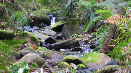 Naklejka na ściany i meble Small creek in New Zealand
