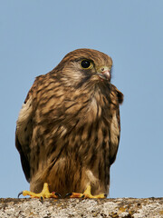 Common kestrel (Falco tinnunculus) juvenile
