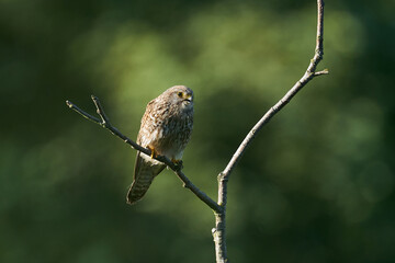 Common kestrel (Falco tinnunculus)