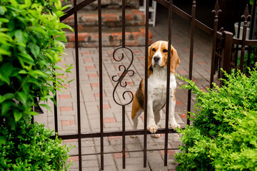 dog breeds Beagle the iron gate in the garden of a country house. 