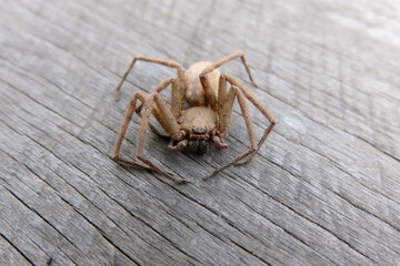 spider on a wooden background