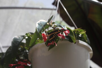 BLACK AND YELLOW BUTTERFLY IN A FLOWERING POT 