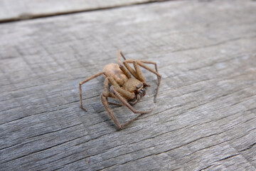 spider on a wooden background