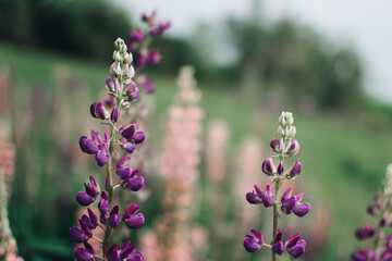 Blooming macro lupine flower. Lupinus, lupin, lupine field with pink purple flower. Bunch of lupines summer flower background. A field of lupines.