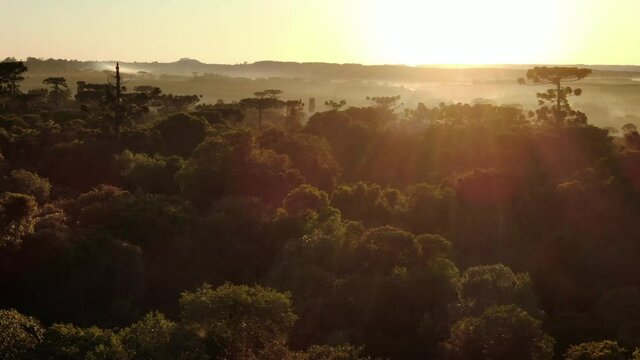 4k drone footage Aerial view in smooth flight over the jungle with araucarias or monkey puzzle trees at sunrise. Video with drone in 4K
