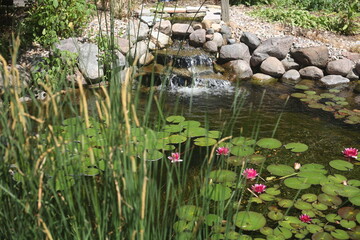 water lily in the pond