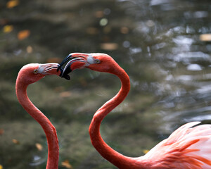 Flamingo bird Stock Photo.  Image. Picture. Portrait.  Flamingo bird couple in the water interacting, a close-up view.