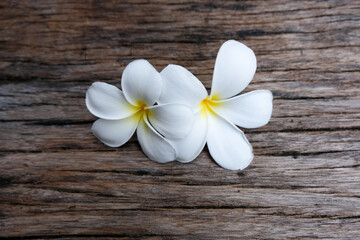 Fototapeta na wymiar frangipani flowers on wooden background