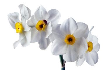 four flower heads of daffodil on one stalk isolated on white background