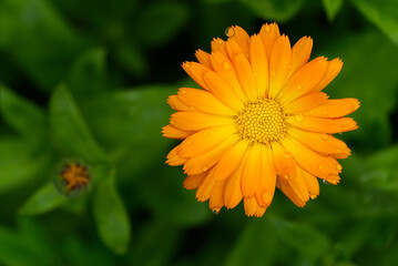 Calendula flower with leaves, Calendula officinalis or english marigold on blurred green background. Close up macro of medicinal kalendula herb.