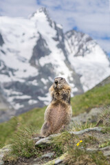 Murmeltier vor dem Großglockner