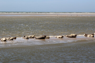 Earless seal on a mudflat. © Marije Kouyzer