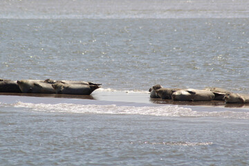 Fototapeta premium Earless seal on a mudflat.