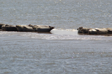 Earless seal on a mudflat. © Marije Kouyzer