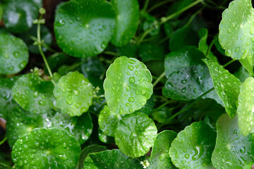 rain drops on a green leaf