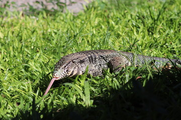 Lagarto