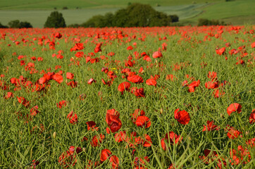 Rapsfeld mit roten Mohnblumen