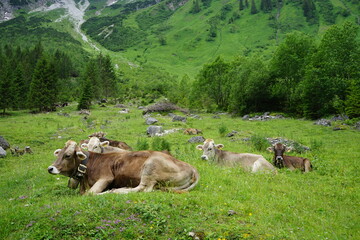 Kühe