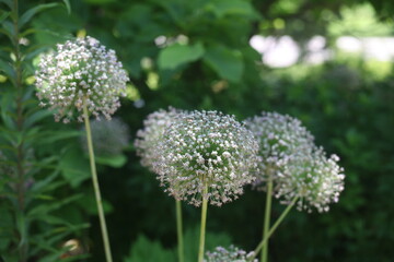 flower in the garden