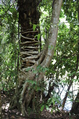 Fototapeta premium Planta Parasita