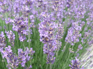 Furry bumblebee getting nectar from a blue lavender flowering plant - macro front view, blurry