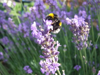 Furry bumblebee getting nectar from a blue lavender flowering plant - macro front view, blurry