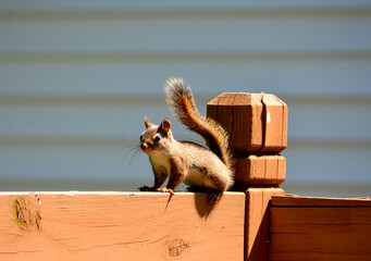 Baby Squirrel Loves Nuts