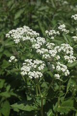 white flowers in the garden