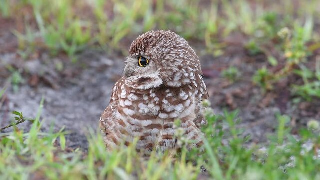 Burrowing Owl in Florida Video Clip in 4k