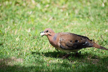 Side view of zenaida dove standing on green grass. Bird has piece of bread in mouth between beak while eating the food.