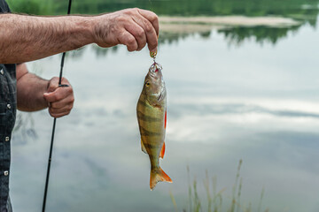 Caught on spinning on a rotating spinner perch in the hands of the fisherman