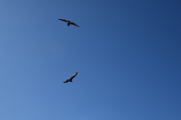 Fototapeta premium Birds soar in the blue sky. Bottom view