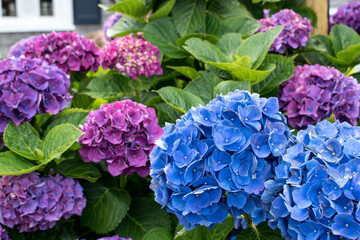 Beautiful iconic purple and blue hydrangea blooming on Cape Cod in summertime at the peak of tourist season.