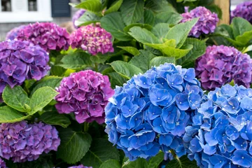 Rolgordijnen Beautiful iconic purple and blue hydrangea blooming on Cape Cod in summertime at the peak of tourist season. © Port Mango