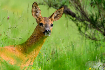 A female roe deer (Caperolus capreolus)